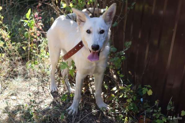 Собака в добрые руки в Саратове фото 17