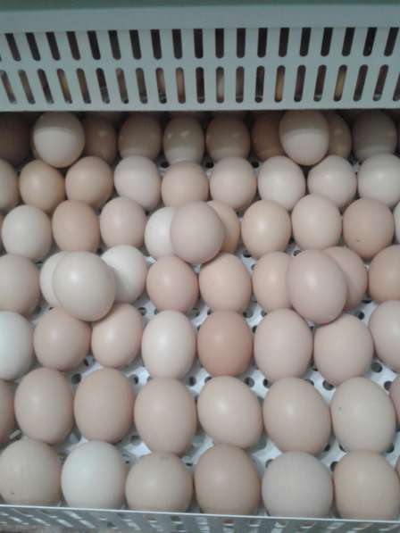 Инкубационное яйцо бройлера Кобб-500 /Росс-308,цыплята