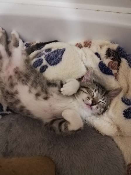 Юные котята ищут дом в Санкт-Петербурге фото 8