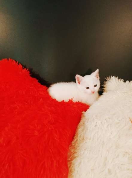 Белый котенок 1,5 месяца в Санкт-Петербурге фото 6