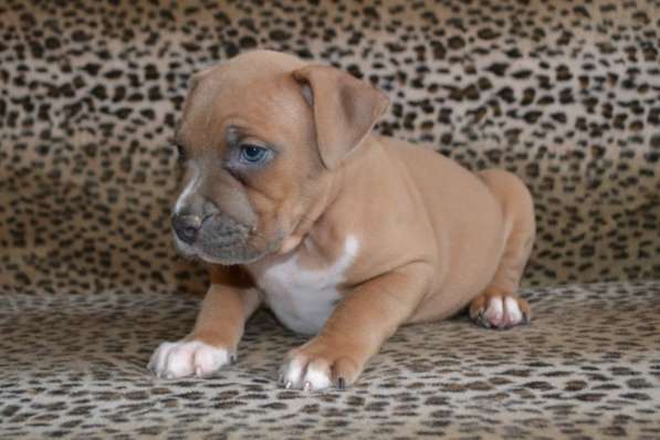 Шикарные Амстаффики мальчики и девочки ркф в Москве фото 5