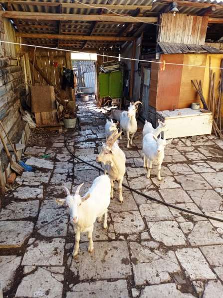 Продам коз в Сухом Логе фото 4