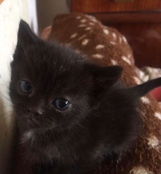 Котенок в фото 4