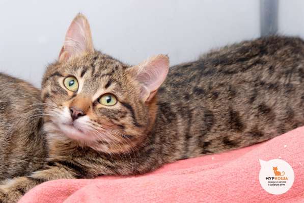 Котик Тоби ищет дом в Москве