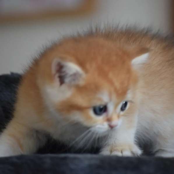 Продается золотистый котенок британской шиншиллы в фото 3