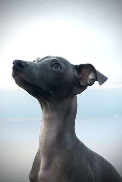 Italian greyhound. Левретка. Самая маленькая борзая