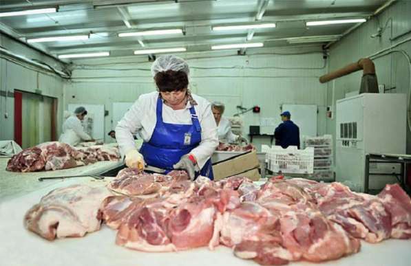 Продажа свежее мясо бычков оптом в 