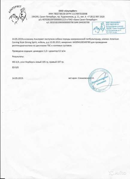 Запись на щенков питбультерьера в Санкт-Петербурге фото 4