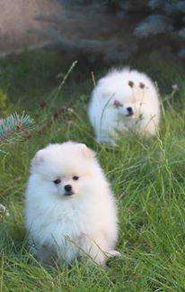 Белый пом в Санкт-Петербурге фото 3