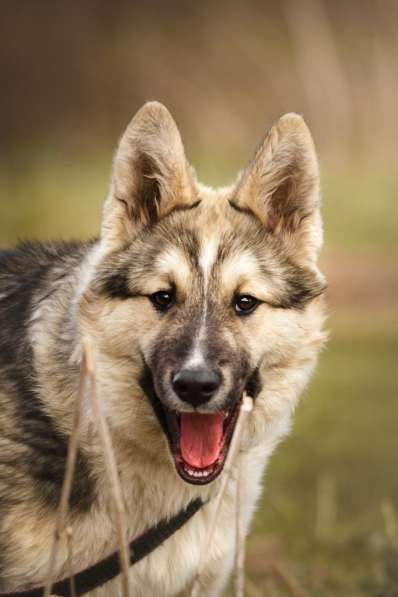 Щенок Ося ищет доброго хозяина! в Москве фото 7