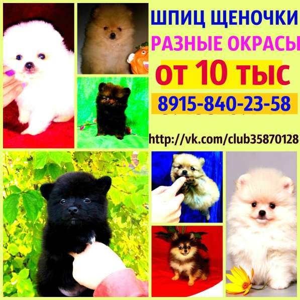 Щеночки Шпица. разных окрасов в Иванове