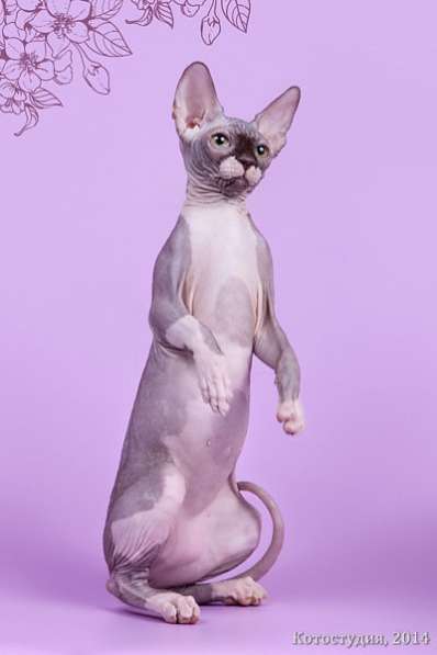 Сфинкс–одна из старейших пород кошек в фото 5