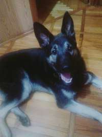 Отдам даром Собака в Санкт-Петербурге фото 3