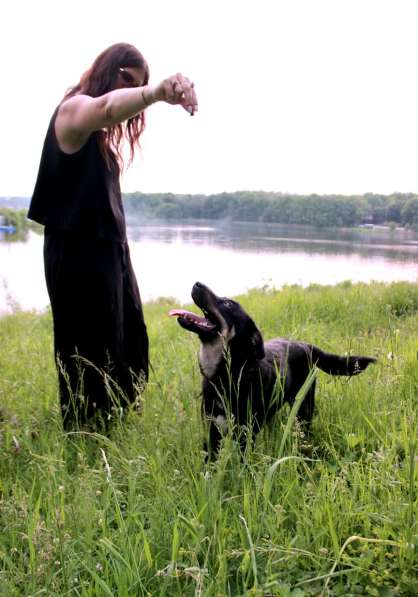 Собака в добрые руки в Подольске фото 5