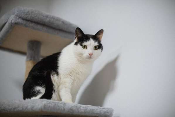 Ласковый котик Джон ищет семью