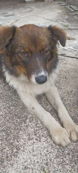 Маленькая идеальная собачка в Санкт-Петербурге фото 20