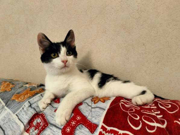 Котенок-девочка Шанти в добрые руки в Москве фото 3