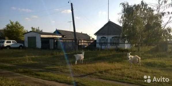 Дом в с. Пристанское Таврического района в Омске фото 8