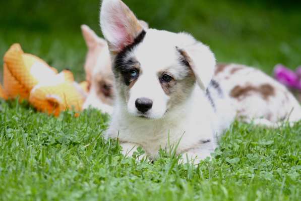 Вельш корги кардиган-мальчик в Москве фото 7