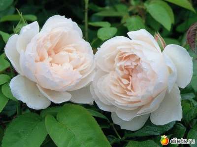 Розы оригинальные в наличии и прочее в Ярославле фото 5