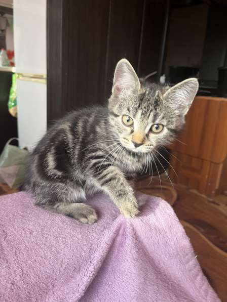 Котята в Белово фото 6