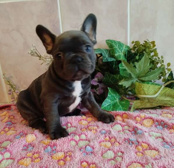 Милые щенки французский бульдог в Москве