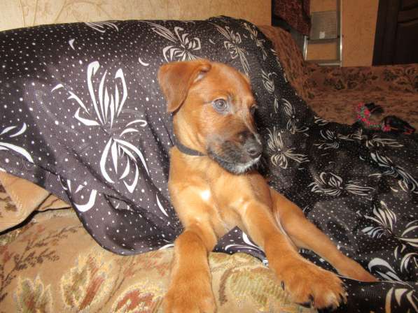 Отдам щенков в Алексине фото 4