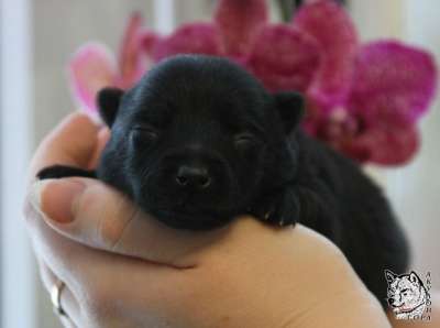 Шипперке щенки из питомника в Москве фото 13