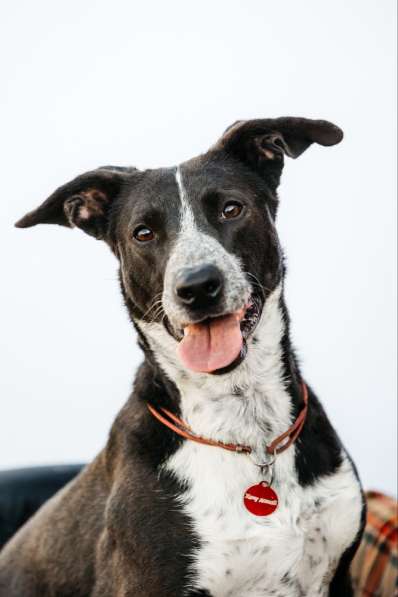 Цирковой пёс Барни в добрые руки в Москве фото 9