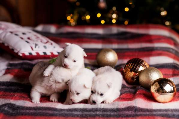 Открыта бронь на щенков хаски в Москве фото 15