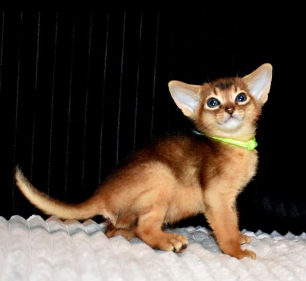 Абиссинские котята в Москве фото 13