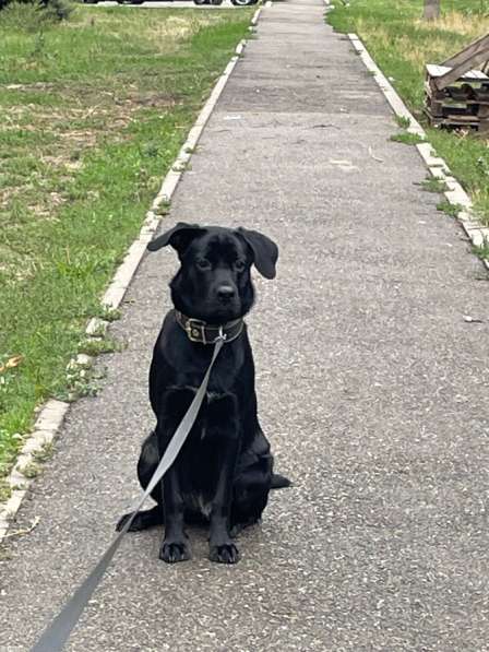 Щенок в добрые руки Кане-корсо в Краснодаре фото 5