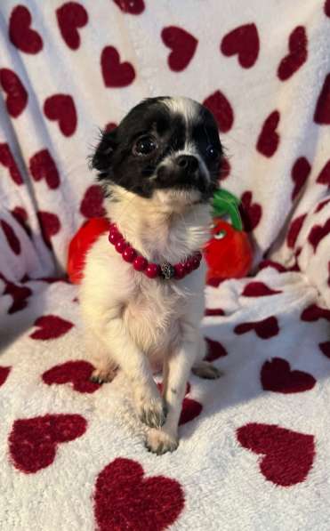 Щенки чихуахуа в Санкт-Петербурге фото 8