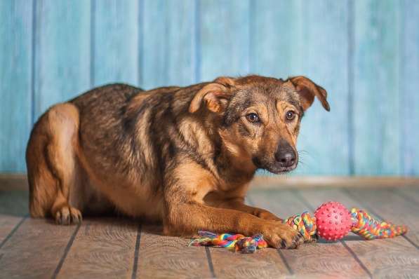 Собачка Симона (просто прелесть) в добрые руки в Москве фото 8