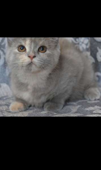 Шотландские котята. Кошечка