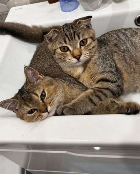 Шотландские котята в Ставрополе