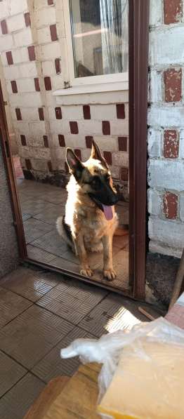 Бронь на немецких овчарок) в фото 4