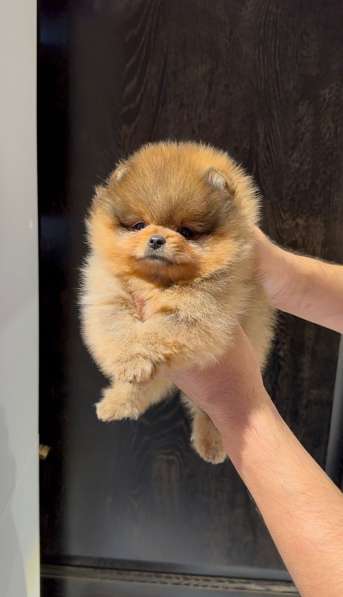 Pomeranski Mini Shpic Pomeranian Spitz Померанские Мини шпиц в фото 37