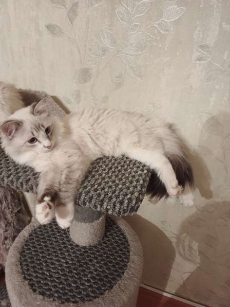 Невский маскарадный котик в Вологде фото 3