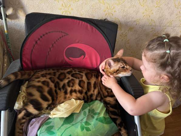 Котята бенгальские в Санкт-Петербурге