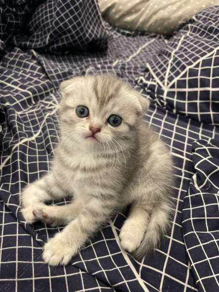 Вислоухие шотландские котята