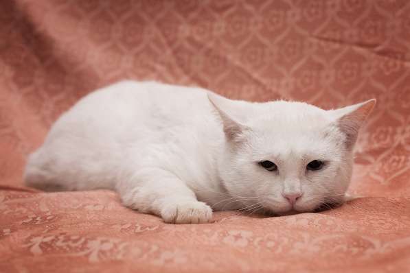 Шикарный котик Май &ndash; ласковый красавец! Ищет дом! в Москве фото 9