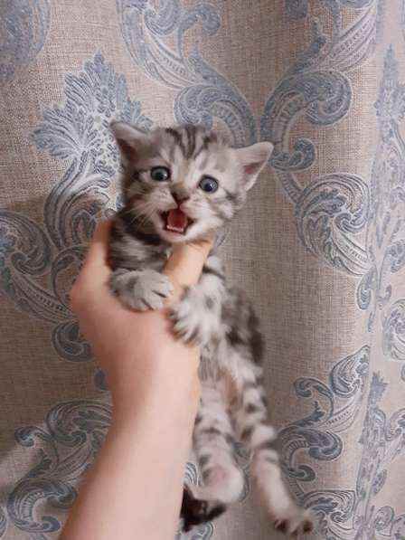 Котята Шотландские в Самаре фото 3