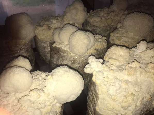 Мицелий грибов, субстраты (грибные блоки), культуры грибов в Воронеже фото 16