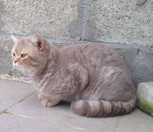 Британские котята в Крымске