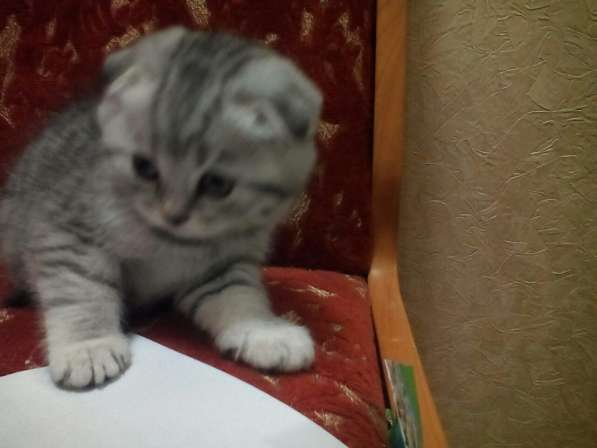 Выставочный жених, вязка в Костроме фото 11