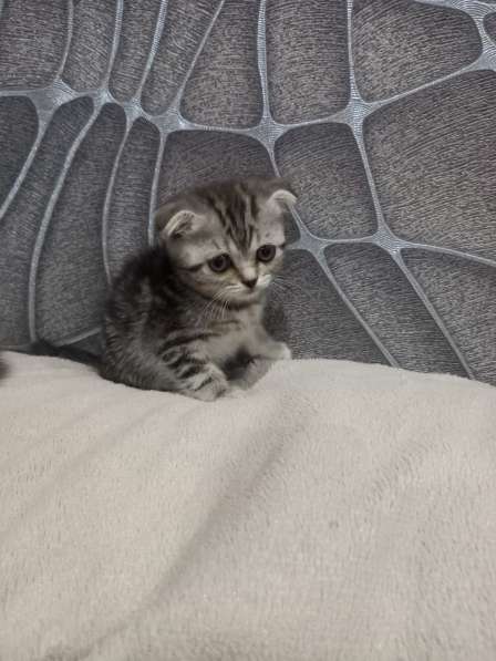 Котята в Челябинске фото 12