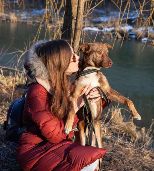 Рыжая собака Ижир в добрые руки в Москве