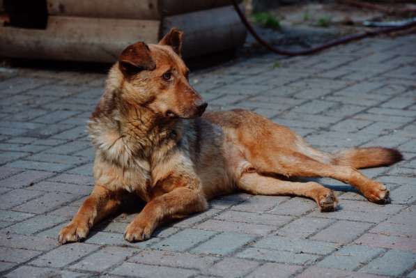 Представительный молодой пёс в дом в Санкт-Петербурге фото 6