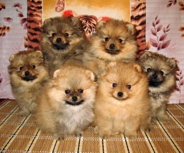 Шпиц в Москве